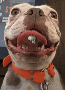 a close up of a dog 's face with a skull in its mouth