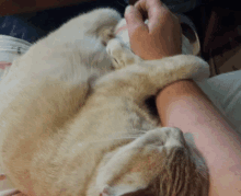 a cat is laying on a person 's arm and looking at the camera