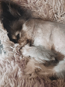 a dog laying on a fluffy blanket with its head down