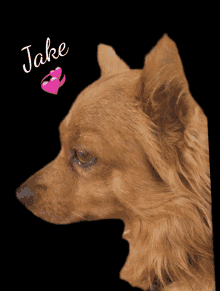 a small brown dog with the name jake written on it