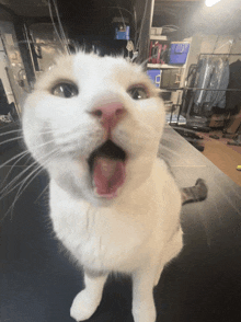 a white cat with its mouth open looking up