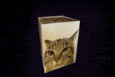 a cube with a picture of a cat on the side