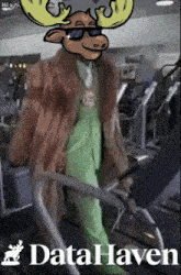 a moose wearing sunglasses and a fur coat is walking on a treadmill in a gym with the words data haven below him