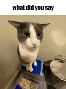 a cat sitting on top of a blue step stool with the words what did you say above it