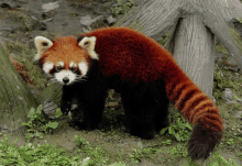 a red panda is standing next to a tree