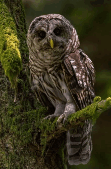 a barred owl perched on a mossy branch of a tree