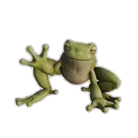 a green frog with a brown belly is sitting on a white background