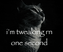 a black and white photo of a cat with the words " i 'm tweaking rn one second "
