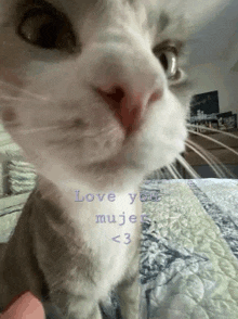 a close up of a cat 's face with the words love your mujer < 3 written below it