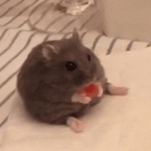 a hamster is sitting on a bed eating a red candy