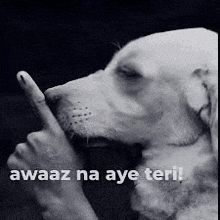 a black and white photo of a dog making a shhh gesture