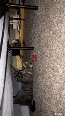 a cat is playing with a red ball on a carpeted floor .