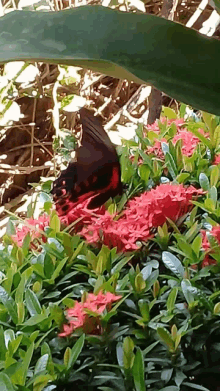 a black and red butterfly is perched on a bush with red flowers