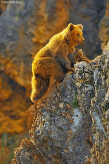 a bear sitting on top of a rock with another bear behind it