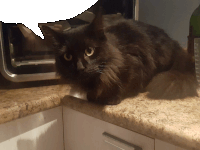 a black cat is laying on a counter with a speech bubble above it