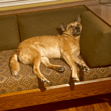 a brown dog is laying on a couch with a green cushion