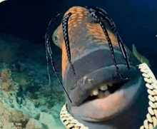 a fish with braids and a chain around its neck looks like a rapper
