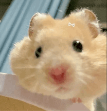 a close up of a hamster looking at the camera .