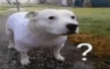 a white dog is standing on the ground with a question mark .