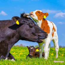 a cow and calf in a field with the words jigsawscopes in the bottom right corner