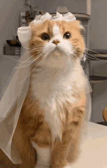 a fluffy orange and white cat wearing a white veil