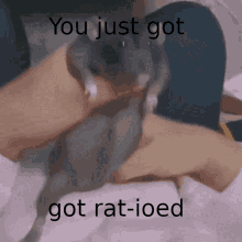 a person is holding a small gray rat with the caption you just got got rat-ioed