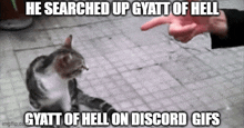 a cat is looking up at a person 's finger and says he searched up gyatt of hell on discord gifs