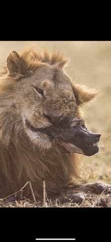 a close up of a lion laying in the grass