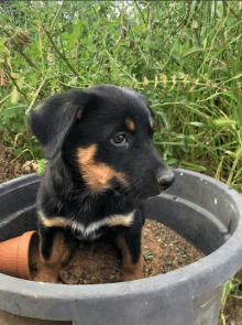 a black and brown puppy is sitting in a bucket of dirt