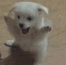 a small white dog is standing on its hind legs and looking at the camera with its paws outstretched .