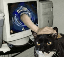 a black and white cat with a hand on its head in front of a computer screen