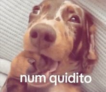 a close up of a dog with the words num quidito written above it