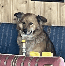 a brown dog is sitting on a blue couch