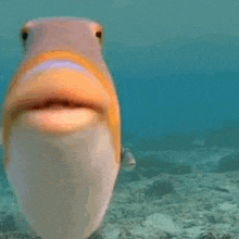 a fish is swimming in the ocean and looking at the camera .