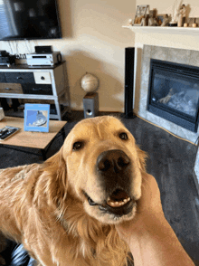 a dog is being petted in a living room with a fireplace in the background