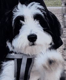 a black and white dog wearing a harness looks at the camera .