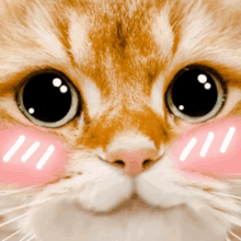 a close up of a cat 's face with a pink cheek