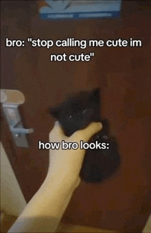 a person is holding a small black cat in front of a door with a caption that says " stop calling me cute im not cute "