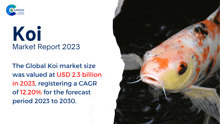 a picture of a fish with the words koi market report 2023 below it