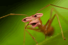 a close up of an ant with a cartoon face on it 's face .