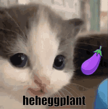 a cat with a purple eggplant next to it and the words heeggplant