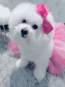 a small white dog wearing a pink tutu and bow