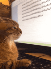 a cat sits in front of a computer screen that says aaa on it