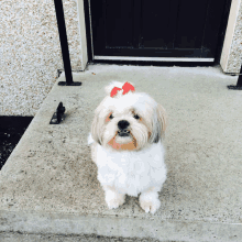 a small white dog wearing a red bow on its head