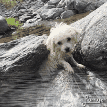 a small white dog is laying on a rock in a stream with the name pomyer on the bottom right