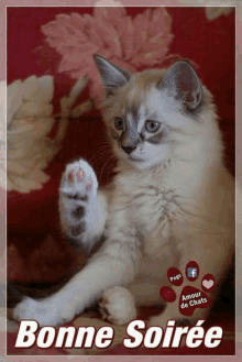 a bonne soiree card with a kitten on it