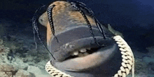 a shark with dreadlocks and a chain around its neck is swimming in the water .