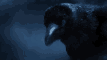 a close up of a black bird with a white beak in the dark