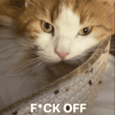 a close up of a cat with the words f * ck off written below it