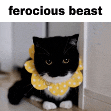 a black and white cat wearing a yellow polka dot collar with the words ferocious beast below it